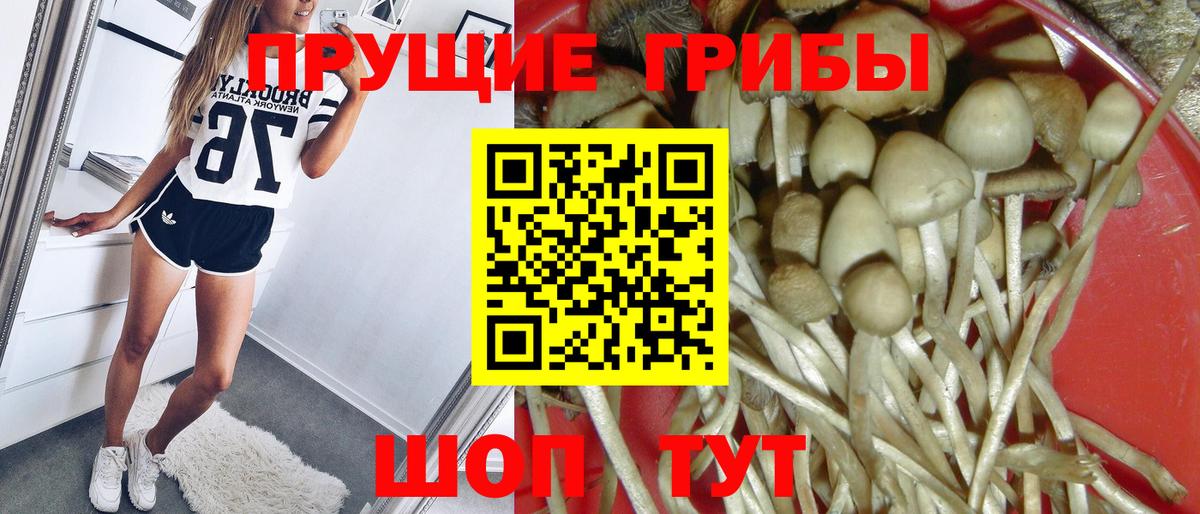 Псилоцибиновые грибы мицелий Дмитров